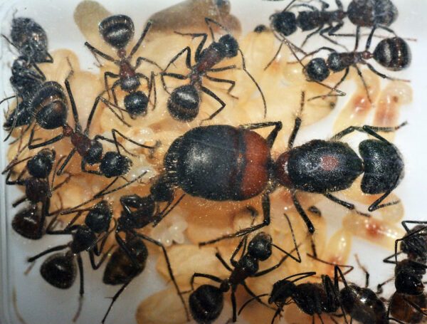 Camponotus mutilarius (ex. camponotus xiangban)