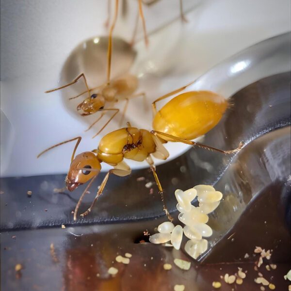 Camponotus turkestanus