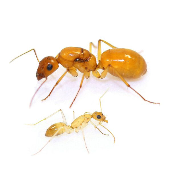 Camponotus turkestanus