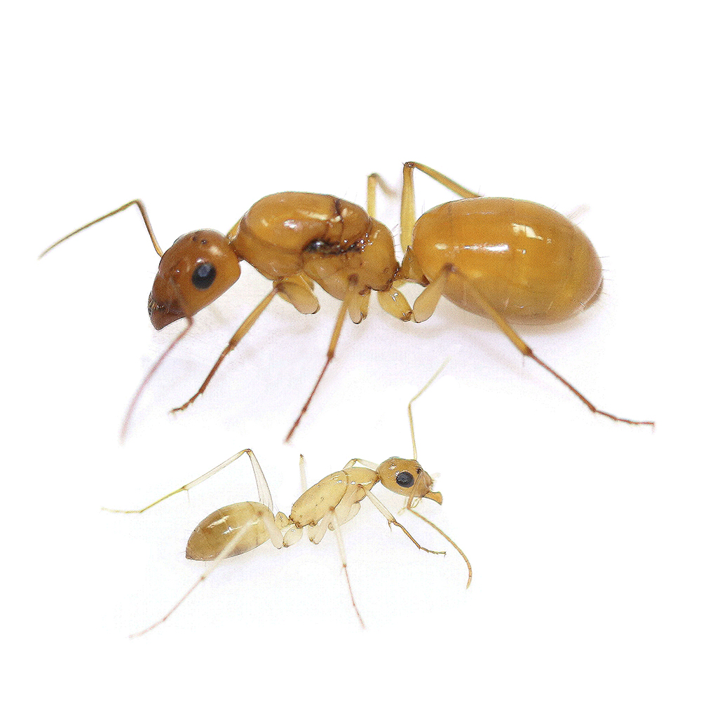 Camponotus turkestanus: матка с рабочими купить