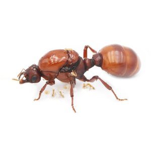 Carebara castanea
