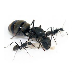 Camponotus pseudolendus