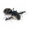 camponotus pseudolendus