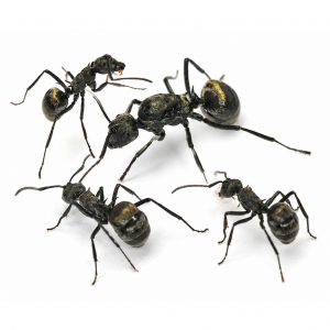 Polyrhachis dives