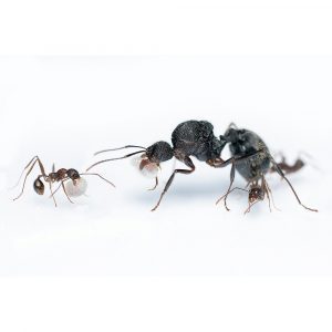 Aphaenogaster schurri