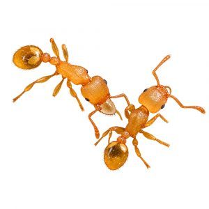 Tetramorium simillimum Tetramorium simillimum