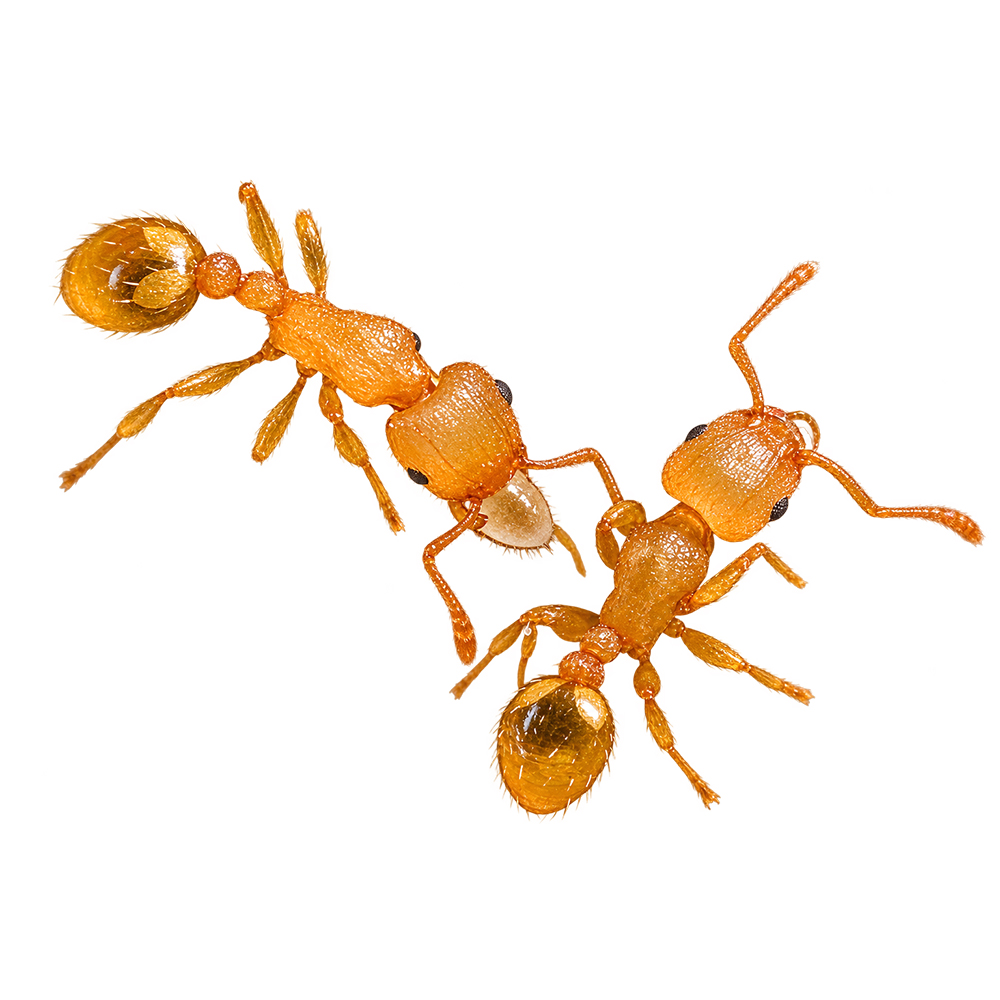 Tetramorium simillimum Tetramorium simillimum